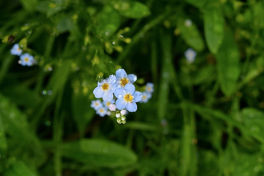 Flower, Bloom, Dew, Floral, Nature, rain, blossom, plant, summer HD wallpaper