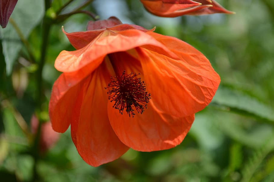 HD wallpaper: abutilon, mallow, flower, red, indian mallow, orange ...