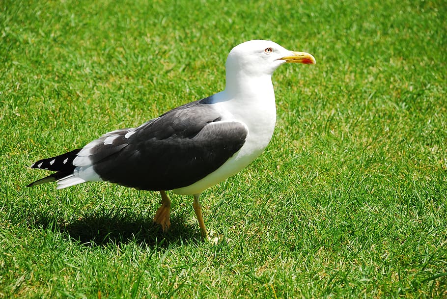 seagull, bird, seevogel, vertebrate, animal themes, animals in the wild HD wallpaper