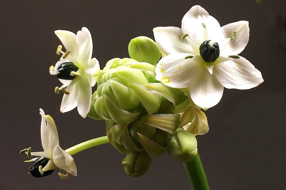 flowers, white, close, spring bouquet, flowering plant, petal HD wallpaper