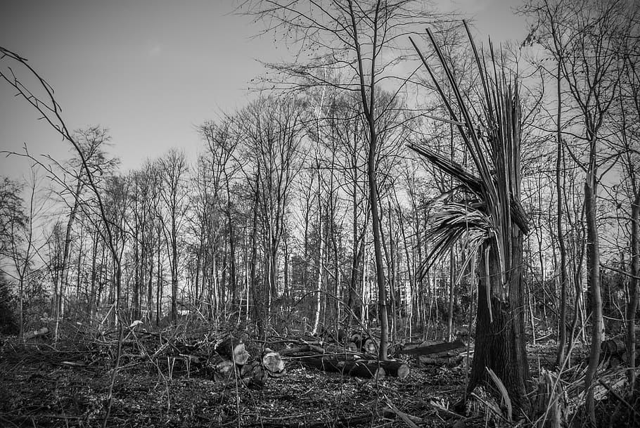 tree damage, storm damage, forward, wind, devastation, landscape HD wallpaper