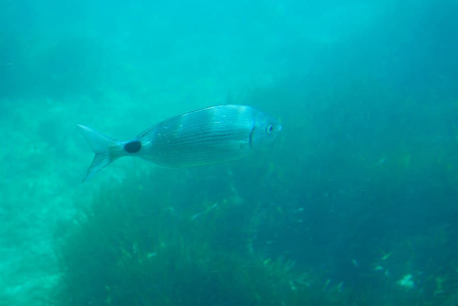 Diving, Seabed, Fish, Spain, water, swimming, underwater, nature HD wallpaper