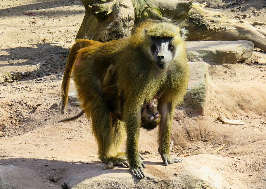 monkey, primate, animal, baboon, suckle, mammal, monkey baby HD wallpaper