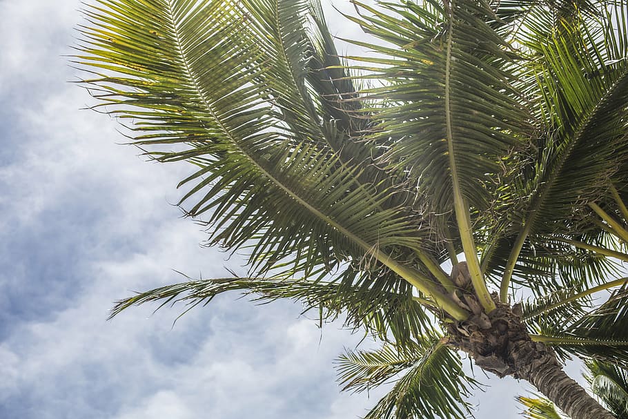 clouds, cloudy skies, coconut, coconut trees, daylight, exotic HD wallpaper