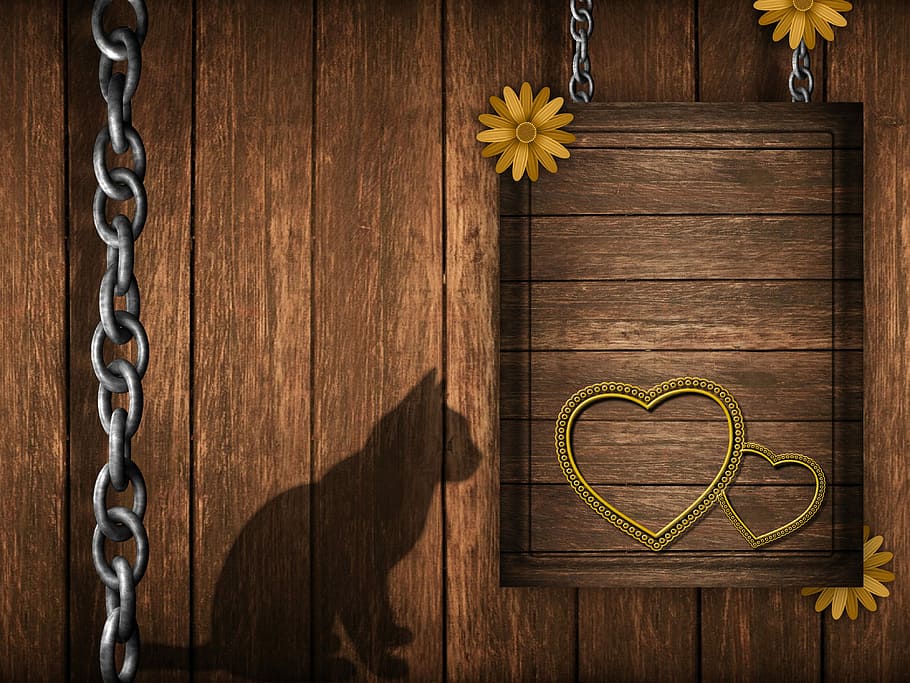 animal casting reflection beside board, wood, background, reason HD wallpaper