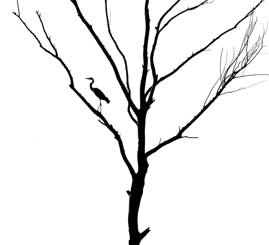tree, dead tree, bird, heron, gray heron, silhouette, bw, monochrome HD wallpaper
