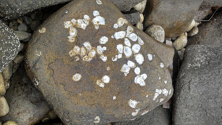 recife, stones, shells, beira mar, brazil, nature, rock, solid HD wallpaper