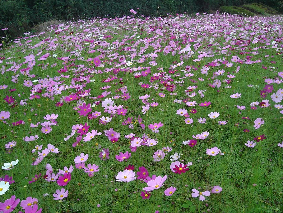 cosmos, flock, field, flowering plant, freshness, beauty in nature HD wallpaper