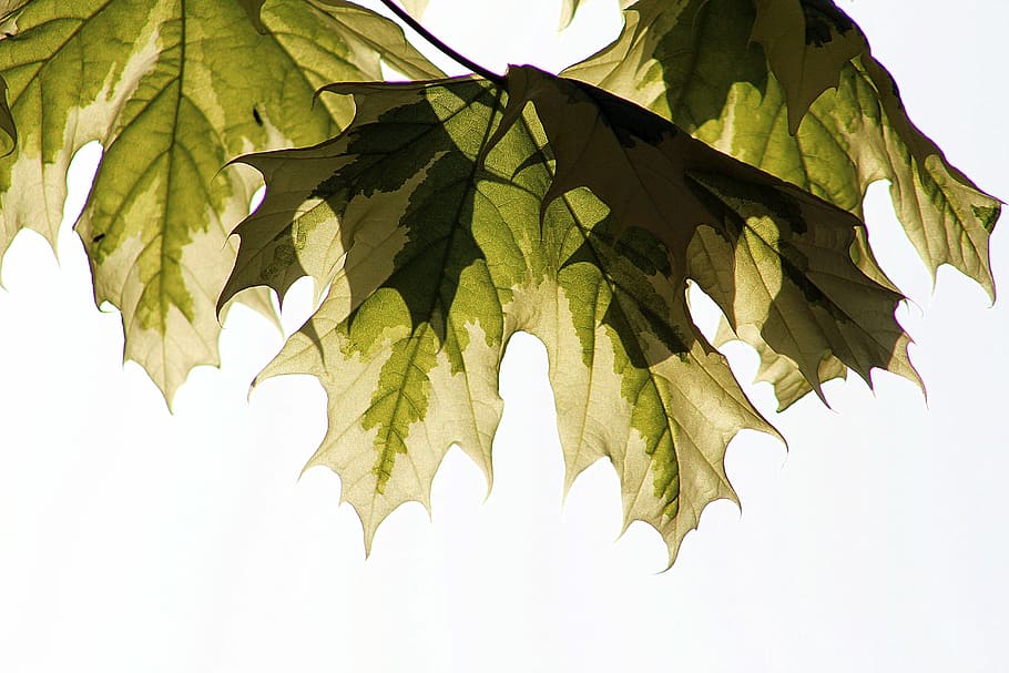 leaf, nature, flora, desktop, disjunct, tree, plant part, green color HD wallpaper