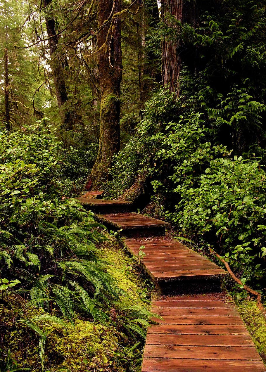 brown wooden pathway between green trees, forest, fern, nature HD wallpaper