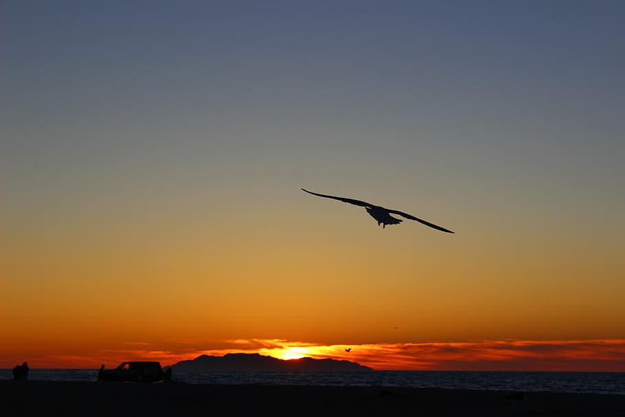 silhouette of flying bird, sunsets, flight, landscapes, sky HD wallpaper