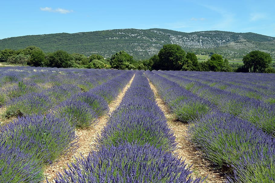 purple lavender flower field near mountain at daytime, Landscape, HD wallpaper