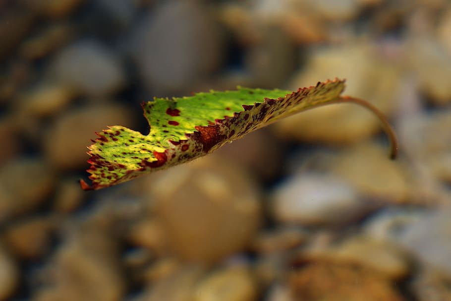 foliage leaf, autumn, autumn leaf, sheet in the water, leaf in the water HD wallpaper