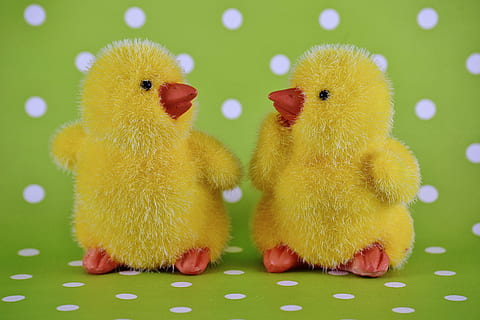 two yellow ducklings photography, chicks, easter, cute, decoration HD wallpaper