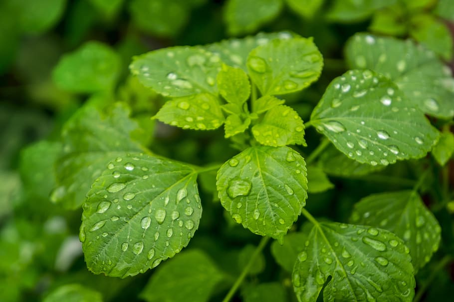 natural, season, leaf, green color, plant part, drop, water HD wallpaper