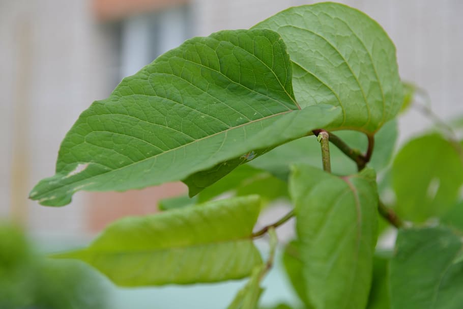 foliage, nature, greens, leaf, plant part, green color, close-up HD wallpaper