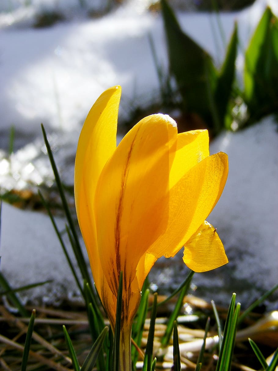 crocus, yellow, bloom, spring, flower, blossom, spring flower HD wallpaper