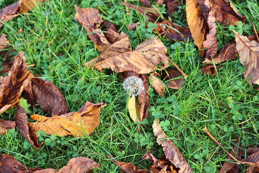 Dandelion, Sheet, Autumn, leaf, nature, season, outdoors, forest HD wallpaper