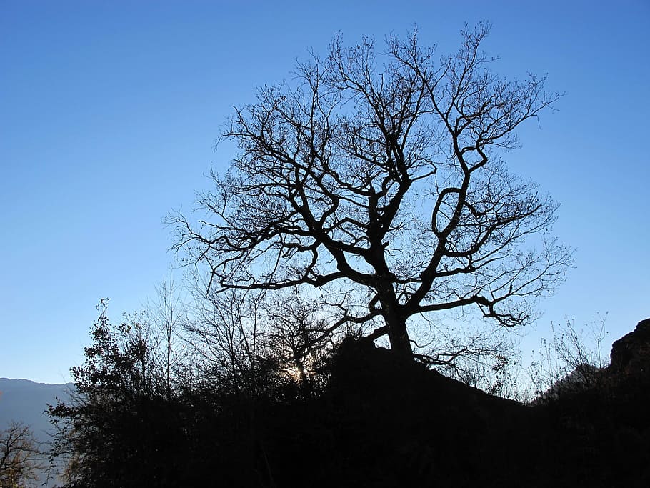 Contrast, Back Light, Landscape, Nature, tree, blue, bare tree HD wallpaper