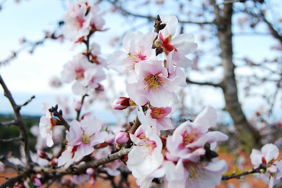 flower, peach tree, nature, spring, flowering plant, fragility HD wallpaper