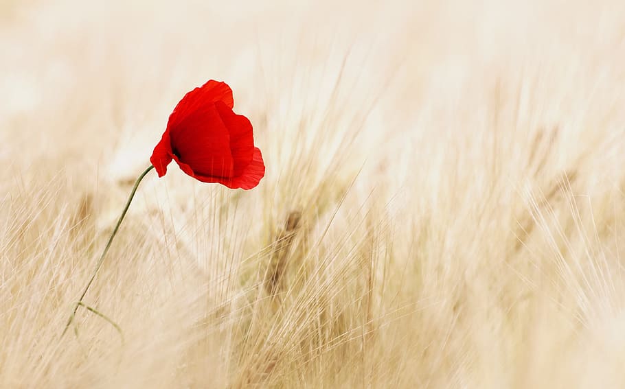 Red Petal Flower, bloom, blossom, field, flora, grain, nature HD wallpaper