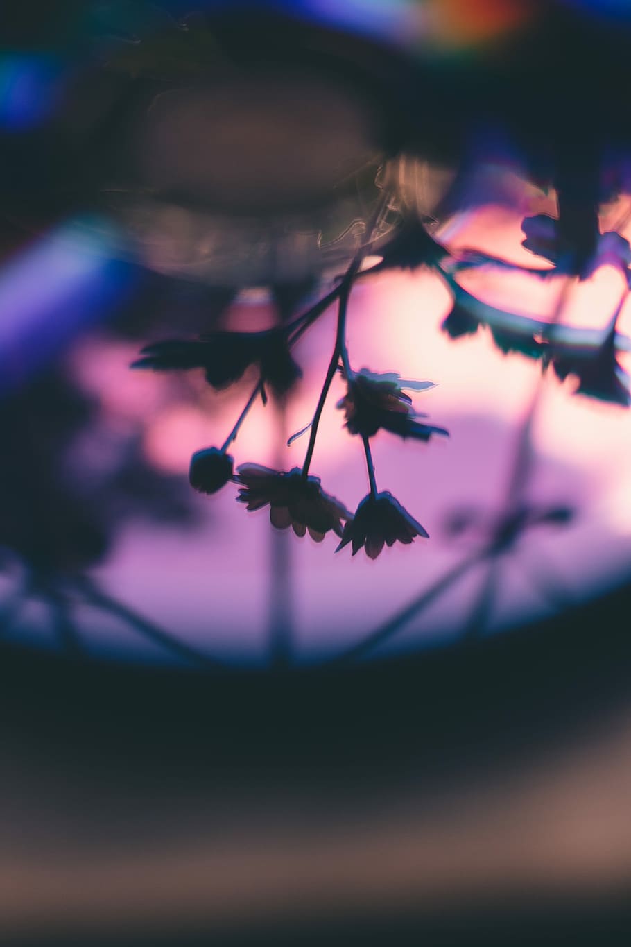 purple flowers, silhouette of plant, reflection, mirror reflection HD wallpaper