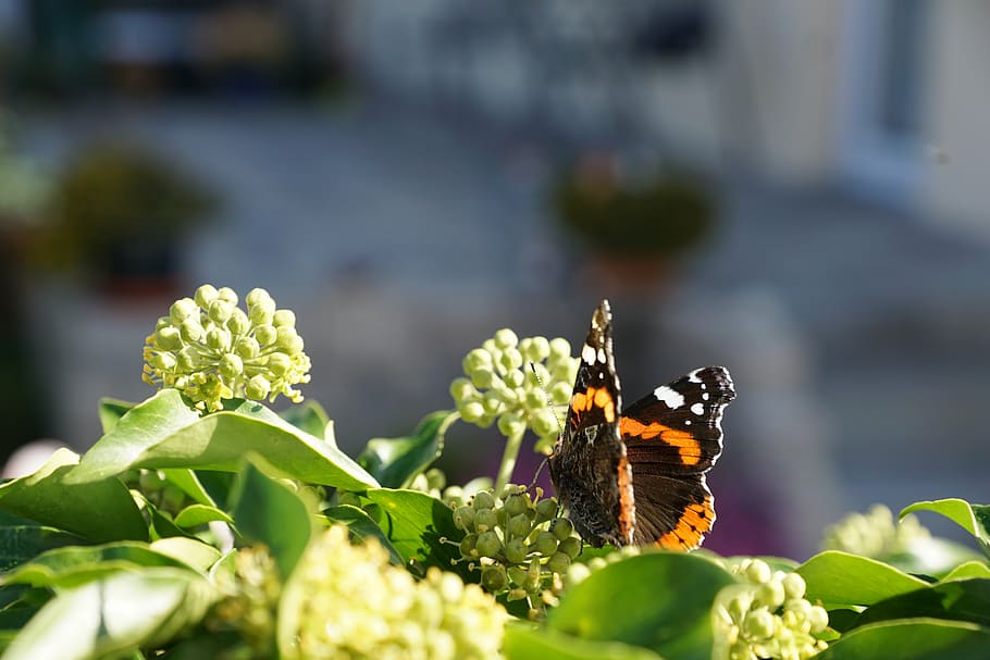butterfly, plant, insect, invertebrate, animal themes, animal wildlife HD wallpaper
