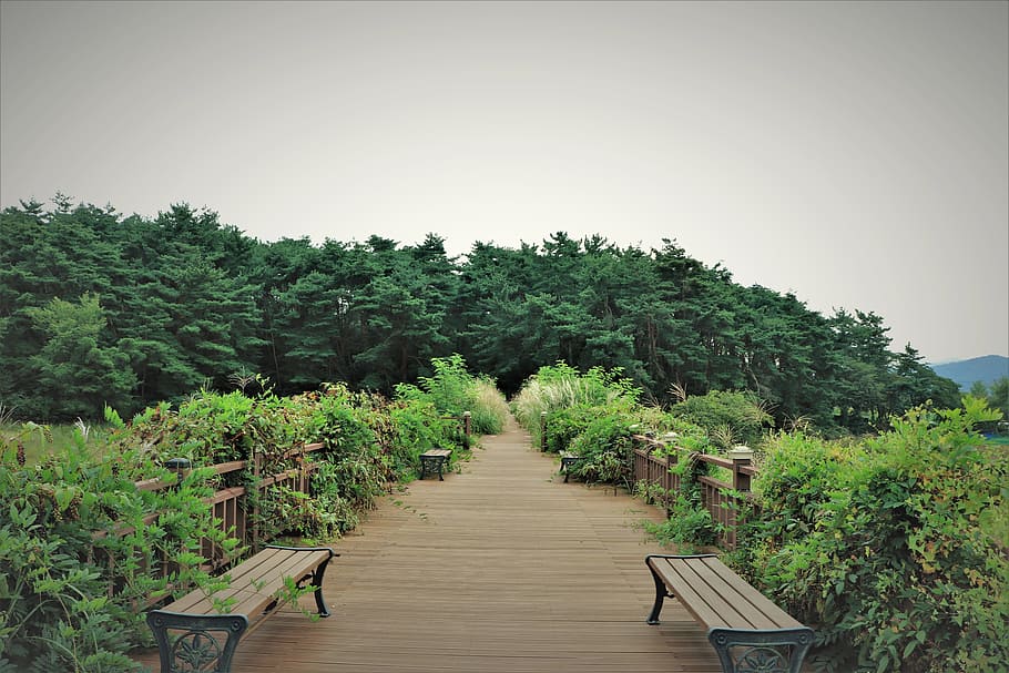 path, paths, bridge, bridges, walk, walking, bench, benches HD wallpaper