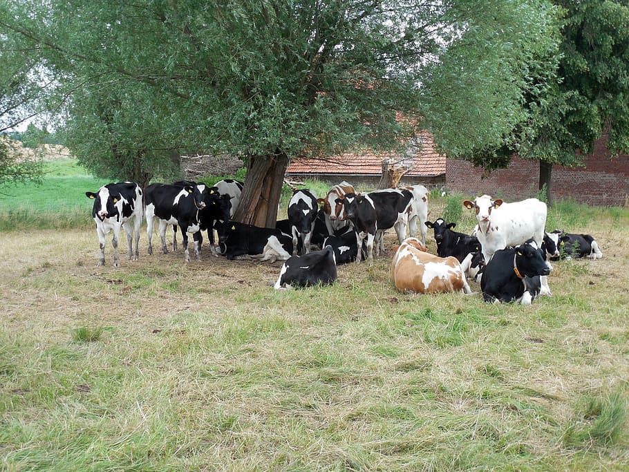cows, cattle, cops, pasture, agriculture, spotted, livestock HD wallpaper