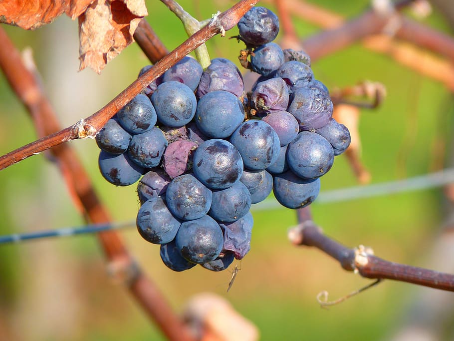 Grape, Grapes, Fruit, Vine, Cultivation, wine, blue, nature HD wallpaper