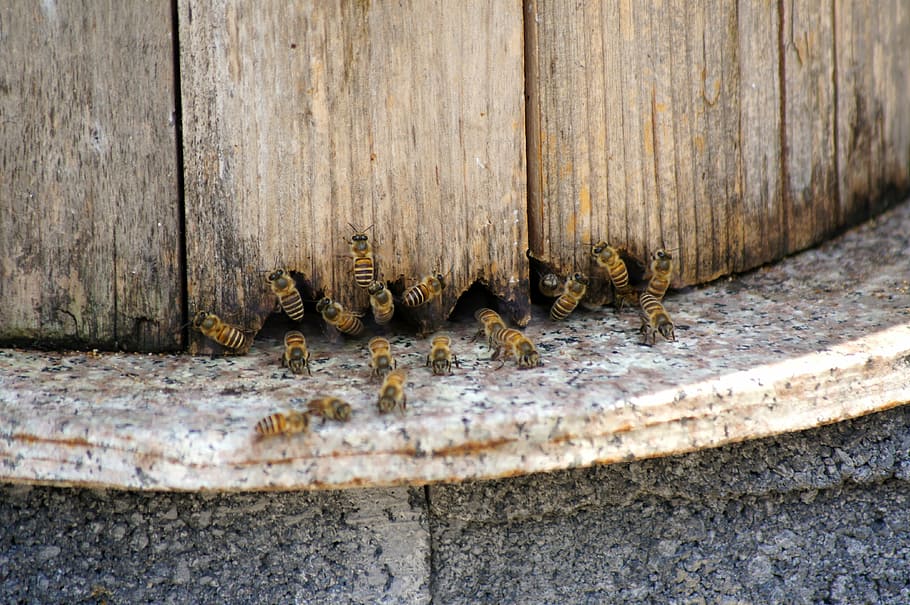bee, honey, collecting nectar, animal themes, animal wildlife HD wallpaper