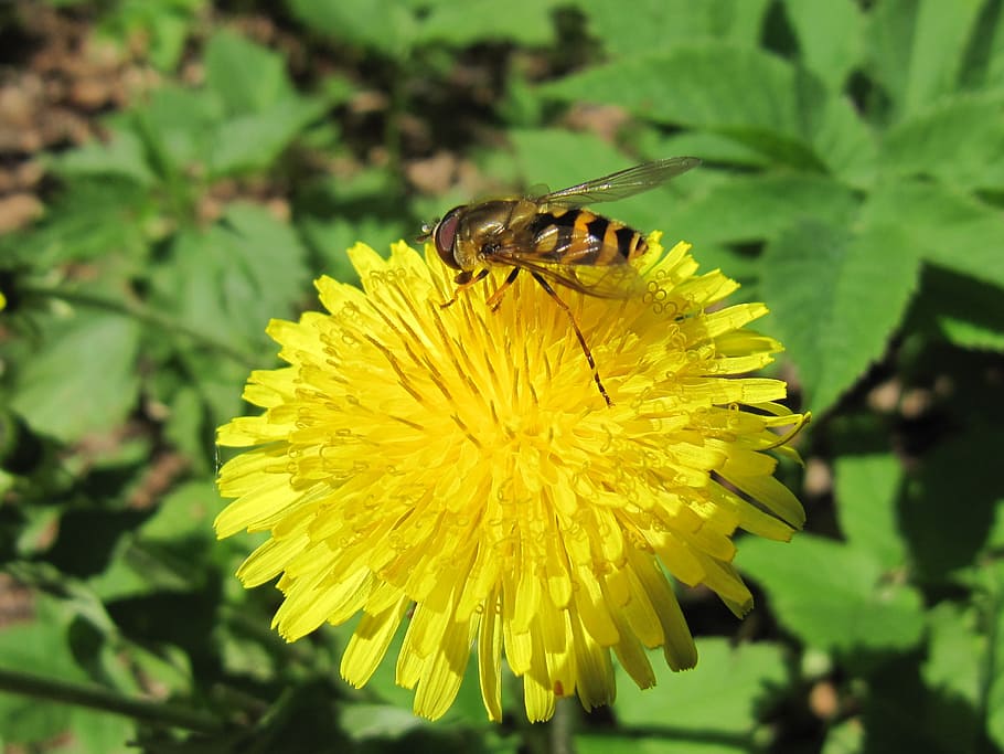 dandelion, bee, summer, insect, nature, flower, pollination HD wallpaper