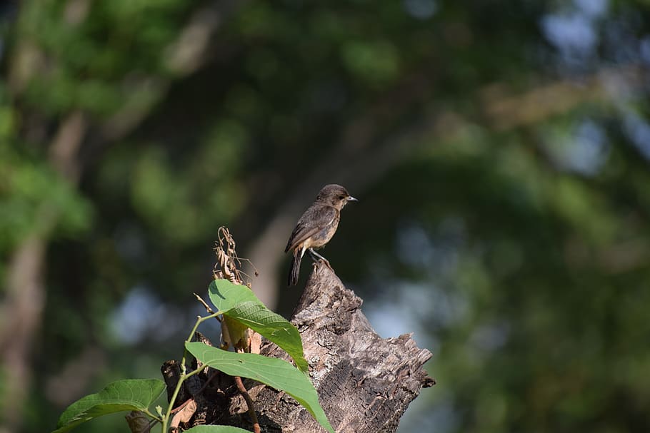 small bird, animal, animals in the wild, plant part, leaf, animal wildlife HD wallpaper