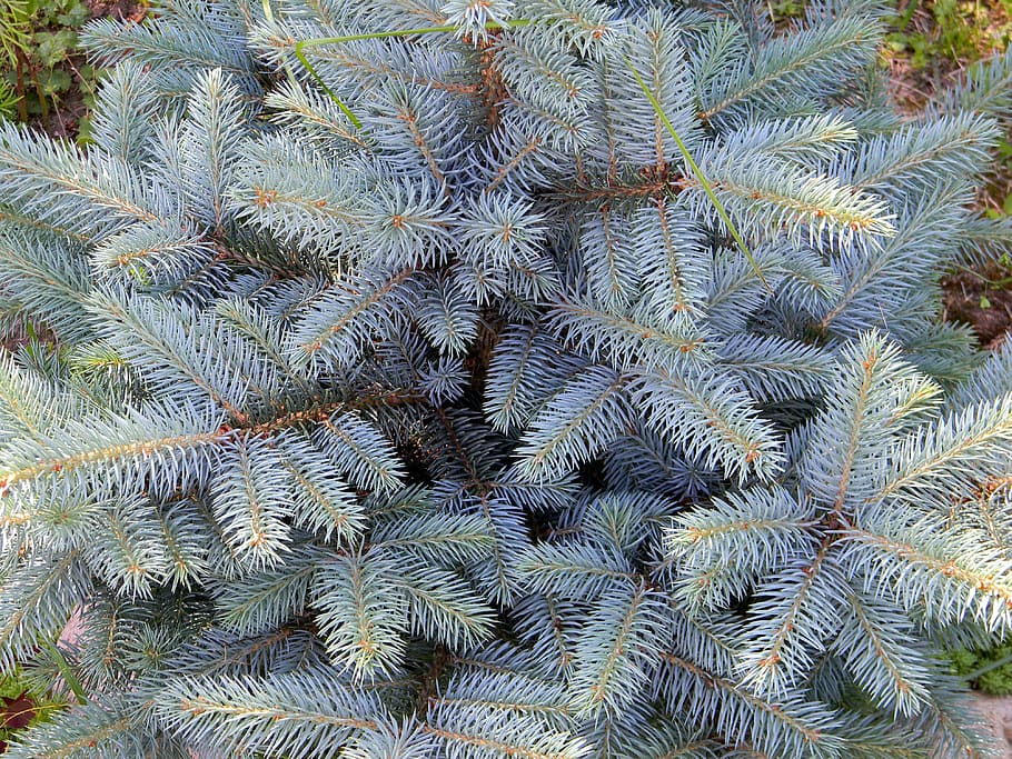 blue spruce, needles, tree, nature, plant, branch, christmas tree HD wallpaper