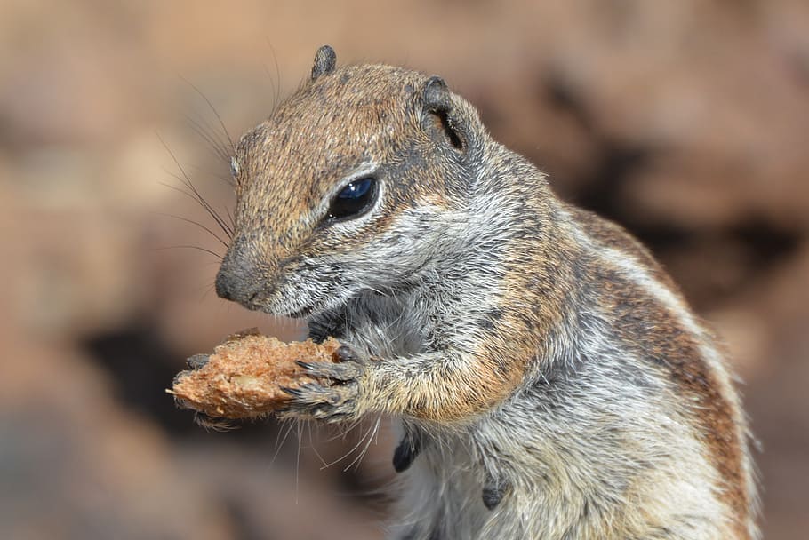 squirrel, ground squirrel, animal, chipmunk, food, rodent, fuerteventura