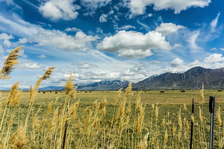 blue, sky, clouds, green, grass, mountain, field, nature, landscape HD wallpaper
