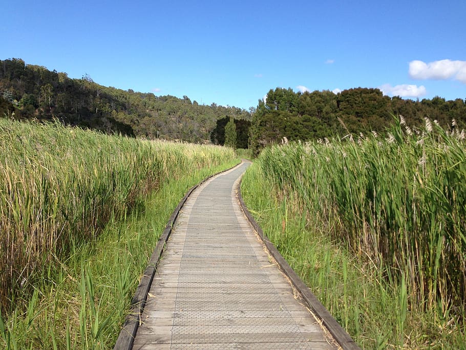 path, timber, track, plant, direction, footpath, landscape HD wallpaper