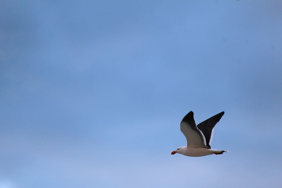 gull, pacific, flying, soaring, sky, blue, bird, seagull, animal themes HD wallpaper