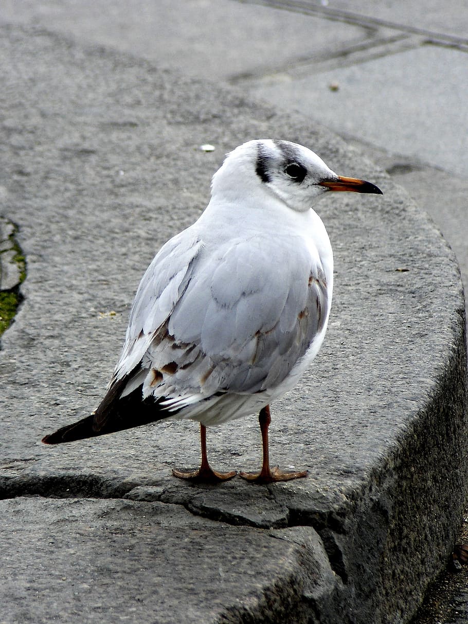 seagull, bird, close, animal themes, vertebrate, animals in the wild HD wallpaper