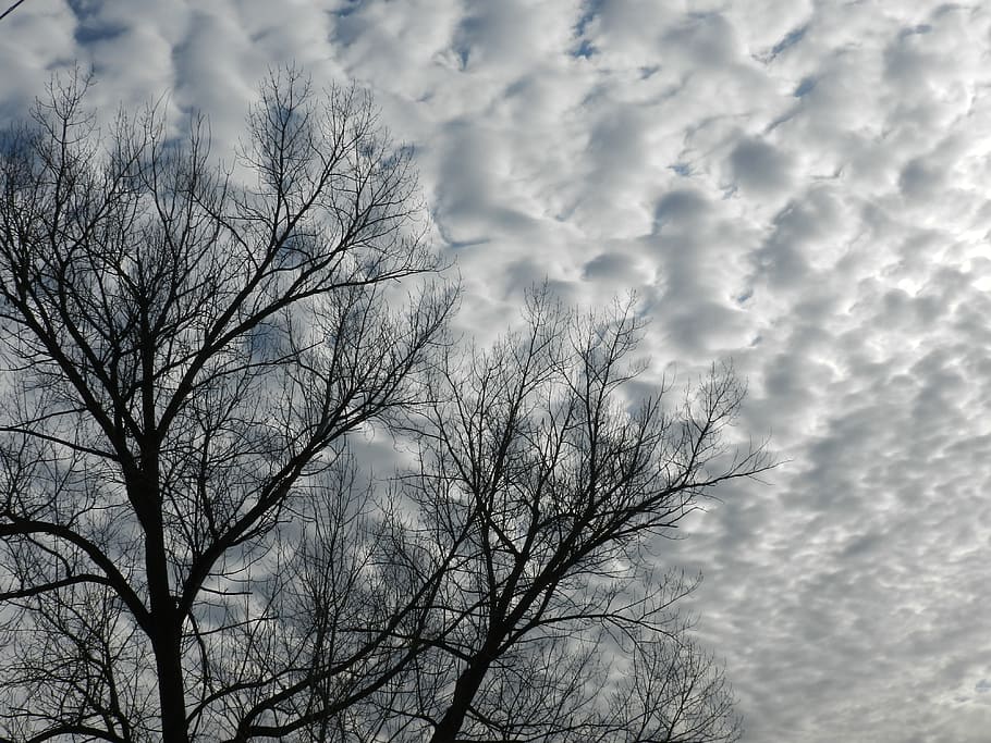 clouds, sky, white, tree, bare tree, cloud - sky, branch, low angle view HD wallpaper