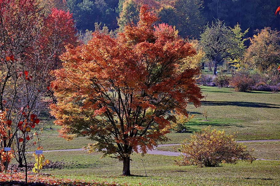 maple, autumn, emerge, fall leaves, tree, plant, change, growth HD wallpaper