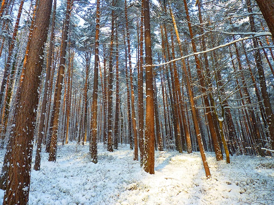 Winter, Forest, Trees, Snow, Nature, cold, wintry, sunlight HD wallpaper