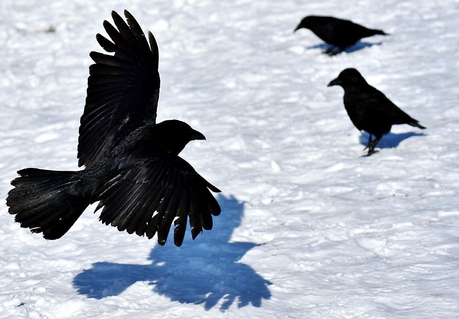 The raven snow in A Raven
