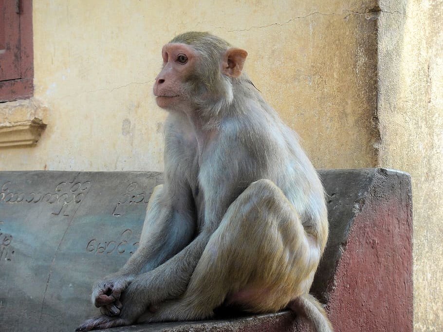 Monkey, Animal, Tail, Eyes, Coat, sitting, animal themes, one animal HD wallpaper
