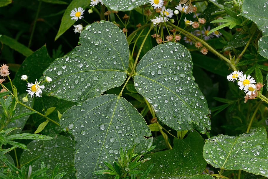 leaf, rain, green, spring, raindrop, leaves, nature, plant part HD wallpaper