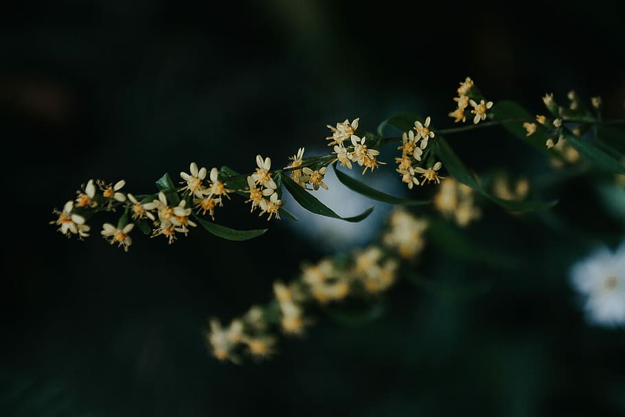 shallow focus photography of flowers, yellow flowers on green leafed plant HD wallpaper