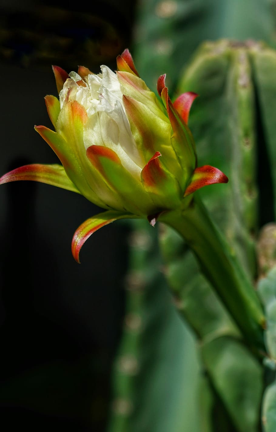cactus, flower, white, growing, close-up, blooming, flowering plant HD wallpaper