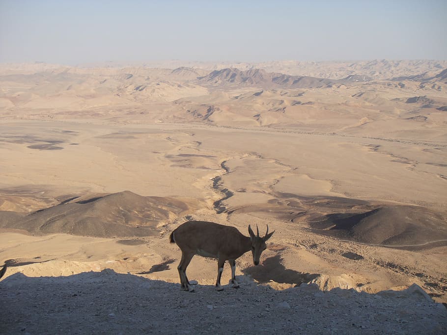 desert, neguev, israel, sand, hot, mitzpe ramon, animal, animal themes, HD wallpaper