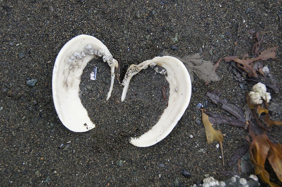 shell, heart, sand, sea, love, nature, beach, summer, shape HD wallpaper