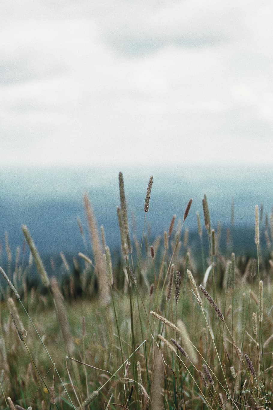 selective focus photography of grass, photo of grass field, meadow HD wallpaper